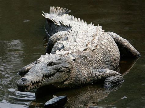 Australia Crocodile Attack: Sean Cole Mauled To Death As 15 Friends Watch From River's Bank