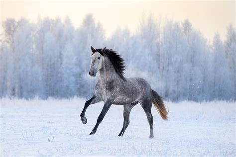 Andalusian Horse Breed Profile