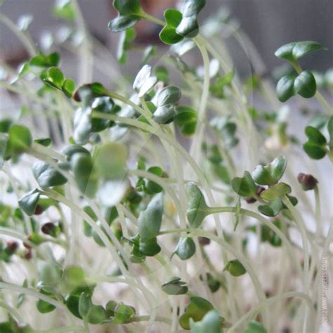 Broccoli Sprouting/Microgreen Seeds | Quality Seeds from Sow Seeds Ltd