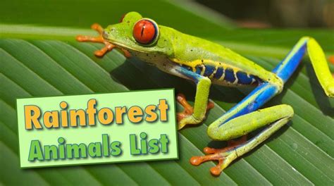 Rainforest Animals List With Pictures & Facts, Free Printable Worksheet | Fun facts about ...