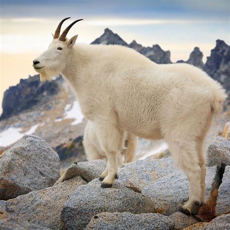 Footage of cyclist's encounter with mountain goat "on steroids" goes ...