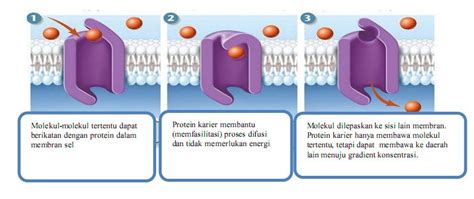 Pengertian Difusi Yang Difasilitasi