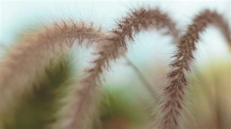 Wild Grass Flowers · Free Stock Video