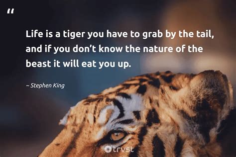 Tiger Quotes