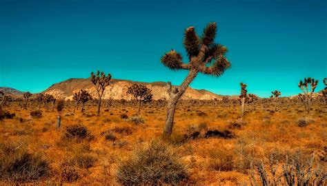 Palm Springs Hiking Trails Offer Visitors an Outdoor Sanctuary