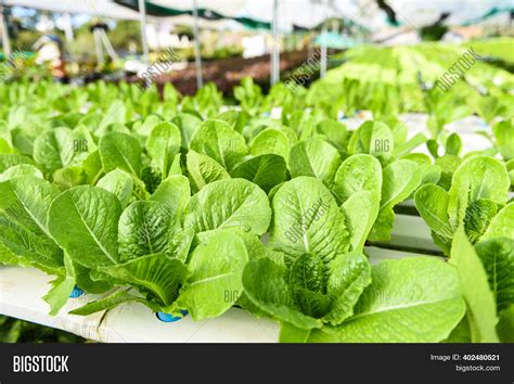 Hydroponic Lettuce Image & Photo (Free Trial) | Bigstock