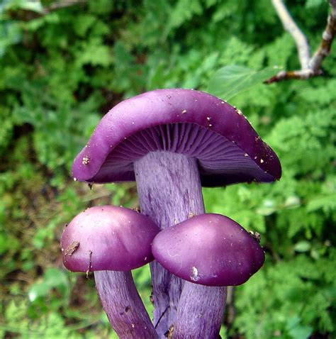 edible mushroom that looks like a flower - Fully Blogsphere Image Library