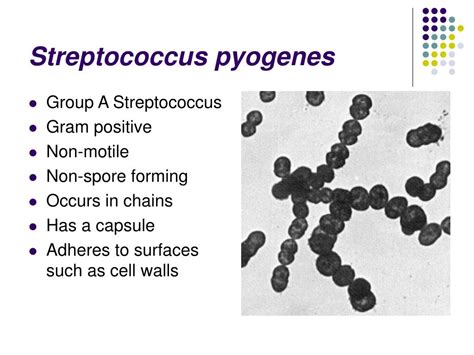 PPT - Streptococcus pyogenes PowerPoint Presentation, free download - ID:146838