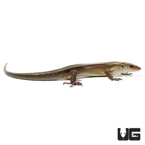 Sun Skinks For Sale - Underground Reptiles