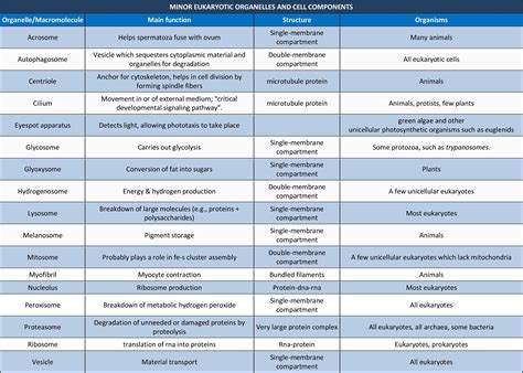 Parts and functions of eukaryotic cell