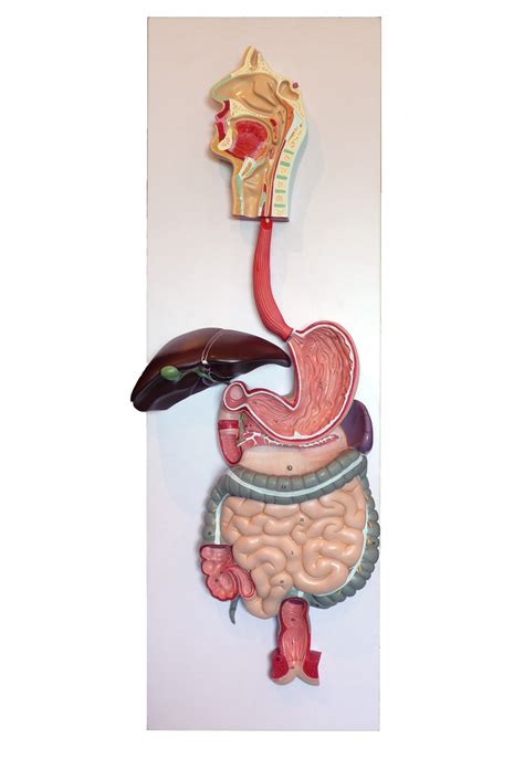 Torso Model Digestive System