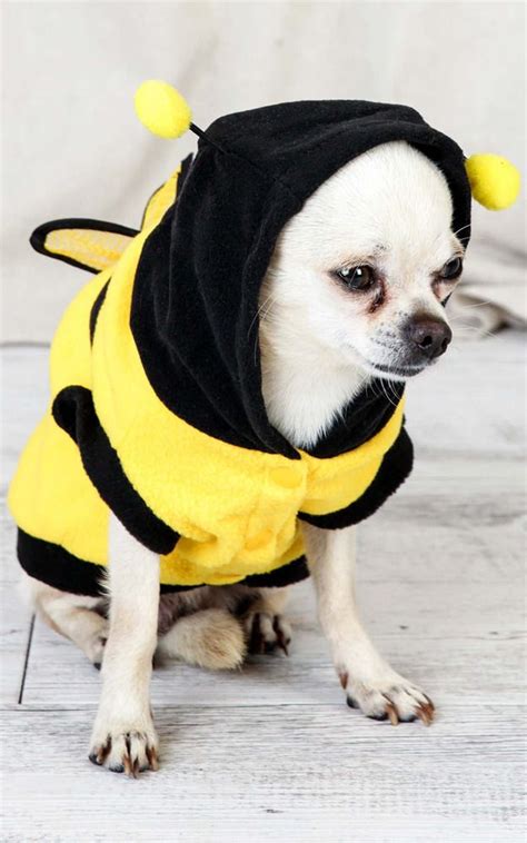 Showpo Bumble bee costume in black and yellow - L Petwear | Bumble bee costume, Bee costume, Dog ...