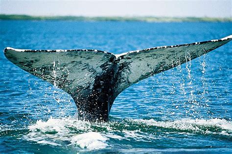 Gray whale migration arrives off coast