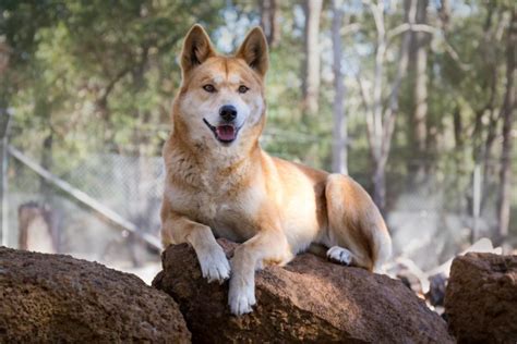 Dingoes | Dingo Sanctuary - Kaarakin