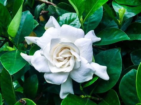 Gardenia augusta 'Florida - Gardenia Florida - Plant Photos & Information