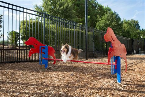 Benefits of Dog Agility Training