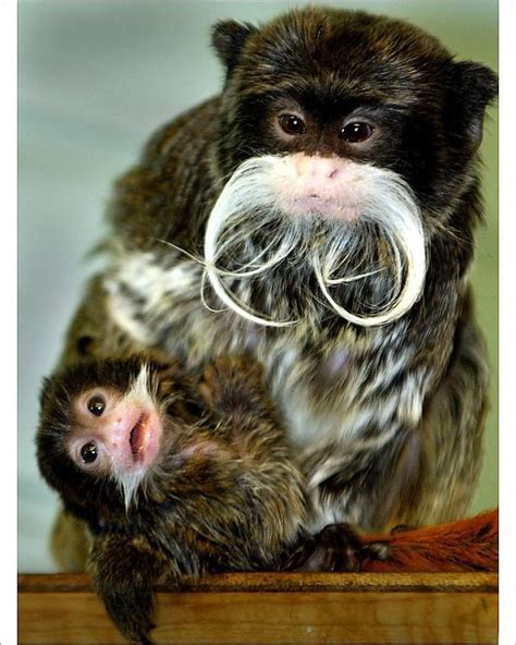 Print of Emperor Tamarin Sunnys New Born Baby - Twycross Zoo, Leicestershire in 2020 | Emperor ...