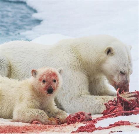 20+ Amazing Animal Pictures With Prey Will Give You Goosebumps