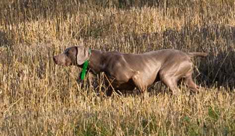 Pin on WEIMARANER HUNTING