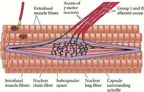 Dr. Knight's Insights: Neural Control of Movement Part II: Muscle Spindles