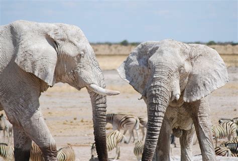 White Elephants | Wild View