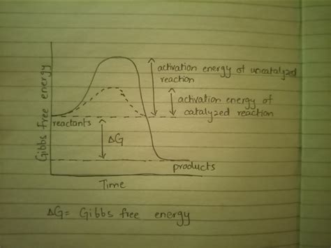 [Solved] 5. Draw a graph of an exergonic reaction. Label the activation... | Course Hero