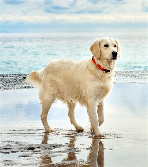Gold Golden Retriever Dog Breed Puppies Fact - Dog Dwell