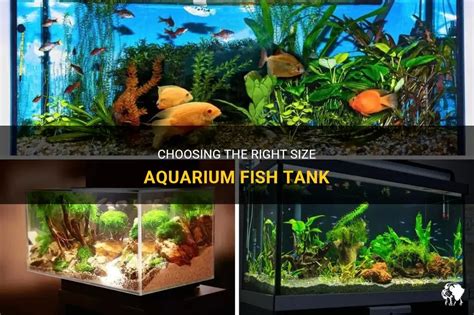 Choosing The Right Size Aquarium Fish Tank | PetShun