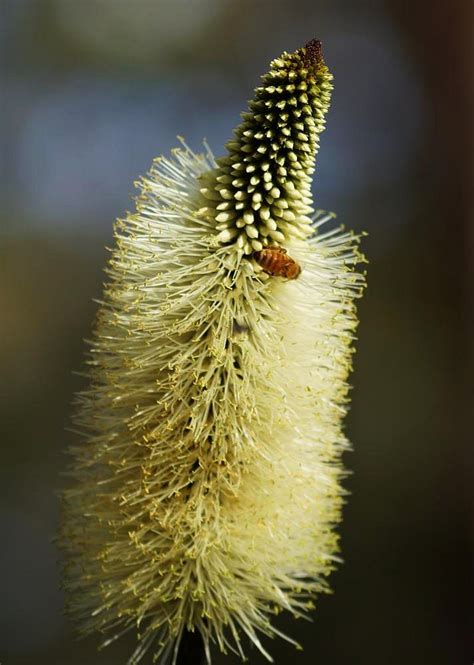 Grass trees flowering