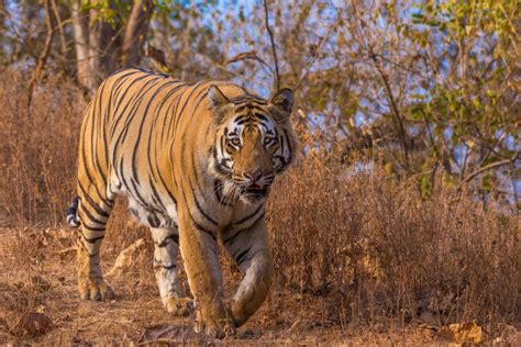 Tadoba National Park | Best Tiger Reserve in Maharashtra