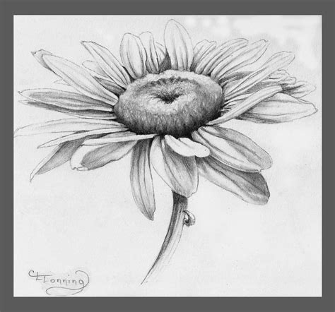 IMAGE | daisy flower pencil drawing | Images | Pinterest | Tatuajes y Dibujo