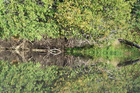 Awesome views of Abitibi River | Cochrane, Awesome, Plants