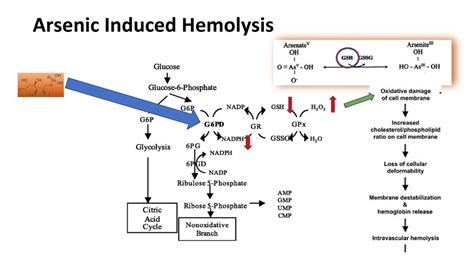 Mechanisms of Arsenic Poisoning - ppt download