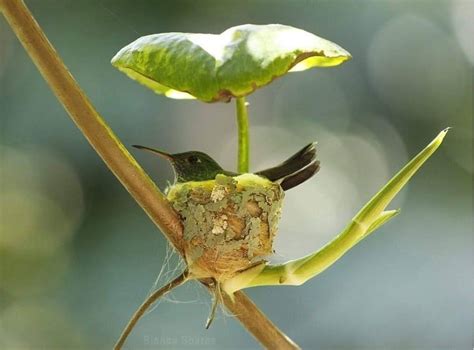 🔥 Hummingbird nest with rain protection. 🔥 : NatureIsFuckingLit in 2020 | Hummingbird nests ...