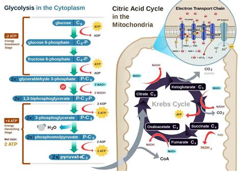 Electron Transport Chain of Cellular Respiration