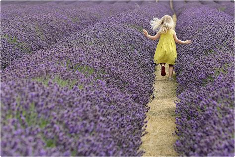 Lavender photo shoots for families | Farm photography, Lavender fields photography, Lavender farm