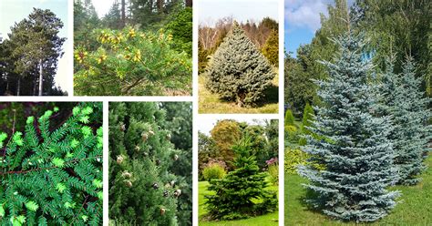 Types Of Evergreen Trees (With Pictures) Identification, 59% OFF