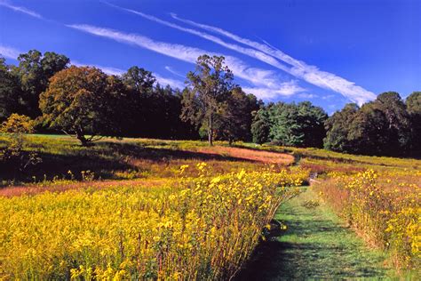 The Meadow at Longwood Gardens | Longwood gardens, Outdoor gardens, Garden view