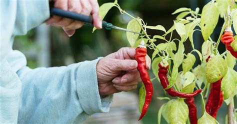 6 Potential Health Benefits of Cayenne Pepper