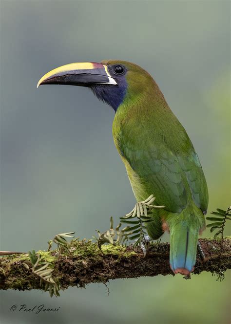 Emerald Toucanet / 500px | Nature inspiration, Birds, Bird watcher