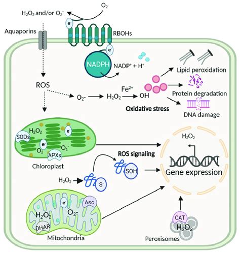 The oxidative stress signaling in plant cell compartments. ROS, such as... | Download Scientific ...