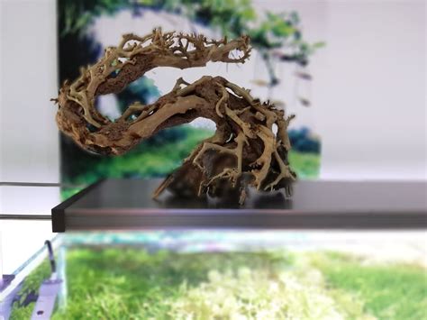 Dragon Tree Bonsai - Soluções Aquáticas