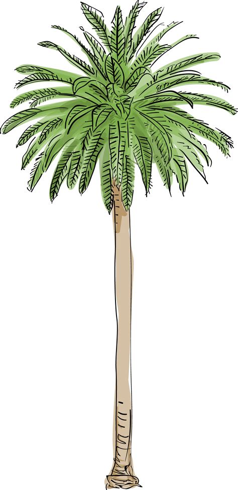 Palm Tree PNG Photos - PNG Play