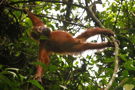 Indonesian rainforest: wildlife | Flickr - Photo Sharing!