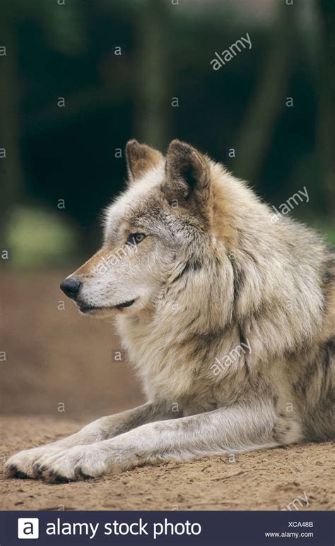 Mackenzie Valley Wolves Stock Photos & Mackenzie Valley Wolves Stock Images - Alamy