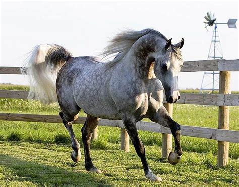 Dapple Grey Arabian | Horses, Beautiful horses, Grey horse