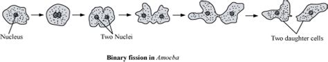 To Study (a)binary fission in amoeba (b)budding in yeast with the help of prepared slide ...