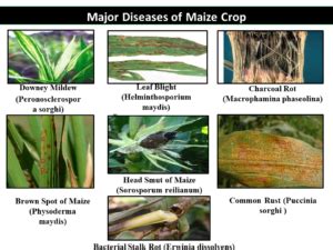 Major Diseases of Maize Crop