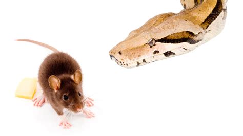 PHOTOS: Snake becomes ‘best friends’ with mouse instead of eating it ...