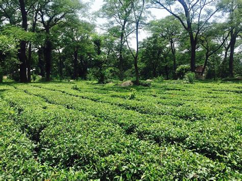 Palampur Tea Gardens - All You Need to Know BEFORE You Go